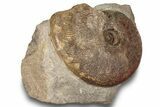 Toarcian Ammonite (Osperlioceras?) Fossil - France #251772-2